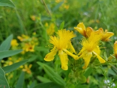 Hypericum swinkianum