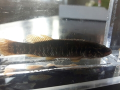 Umbra limi