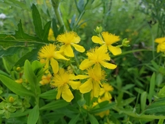 Hypericum swinkianum