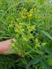 Hypericum swinkianum
