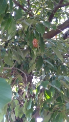 Cryptotympana facialis