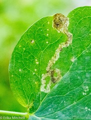 Phytomyza minuscula group