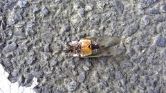 Cryptotympana facialis