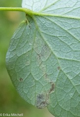 Phytomyza minuscula group