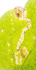 Phytomyza minuscula group