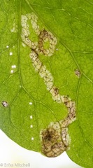 Phytomyza minuscula group