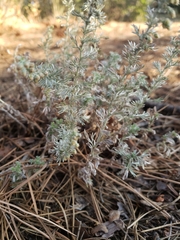 Artemisia frigida