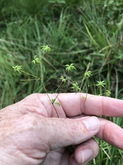 Thalictrum macrostylum