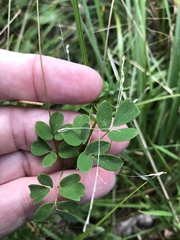 Thalictrum macrostylum