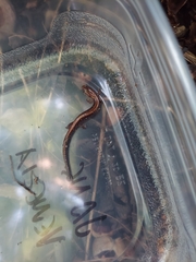 Plethodon cinereus