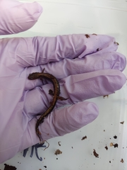 Plethodon cinereus