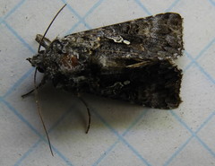 Syngrapha octoscripta