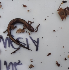 Plethodon cinereus