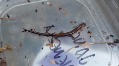 Plethodon cinereus
