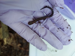 Plethodon cinereus