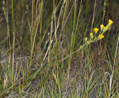 Pyrrocoma racemosa paniculata