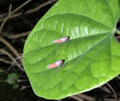 Bothrogonia ferruginea
