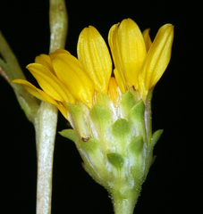 Pyrrocoma racemosa paniculata