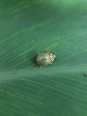 Paraneda viridescens