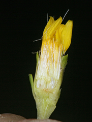 Pyrrocoma racemosa paniculata