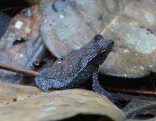 Rhinella proboscidea