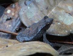 Rhinella castaneotica