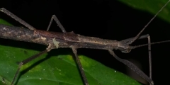 Pseudophasmatidae