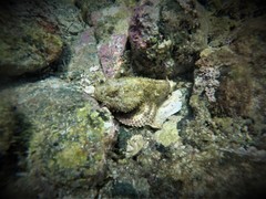 Scorpaena mystes