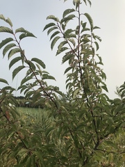 Prunus salicina