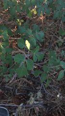 Rhus trilobata