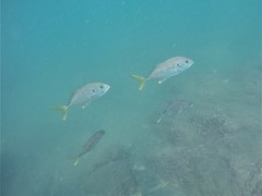 Caranx caninus