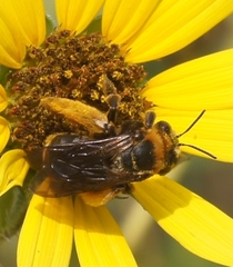 Svastra obliqua obliqua