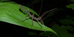 Creoxylus