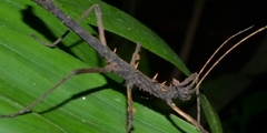 Creoxylus