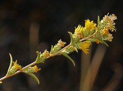 Pyrrocoma racemosa sessiliflora