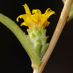 Pyrrocoma racemosa sessiliflora