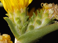 Pyrrocoma racemosa sessiliflora