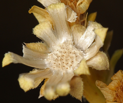 Pyrrocoma racemosa sessiliflora