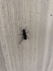 Chalybion californicum