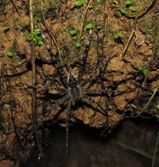 Dolomedes mizhoanus