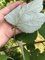 Rubus phoenicolasius