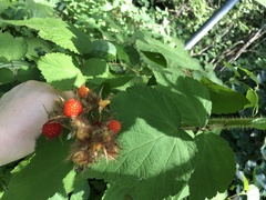 Rubus phoenicolasius