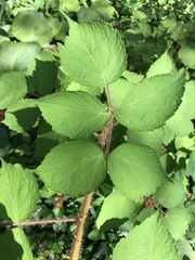 Rubus phoenicolasius
