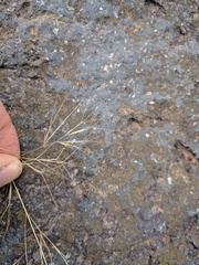 Aristida tenuifolia