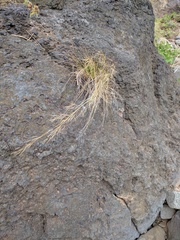 Aristida tenuifolia