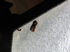 Prolimacodes triangulifera