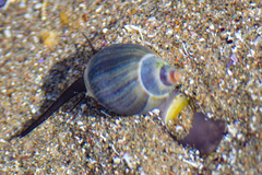 Buccinastrum deforme