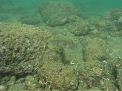 Sphoeroides lobatus