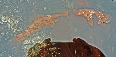 Hexagrammos decagrammus