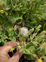 Brickellia peninsularis